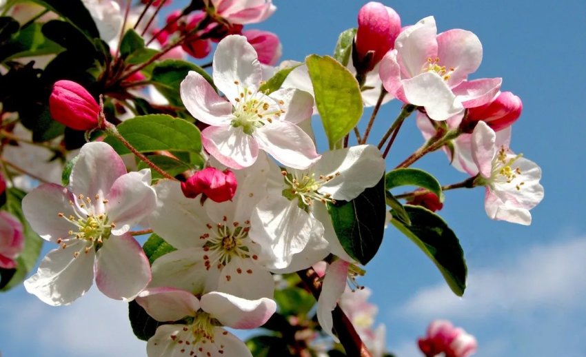 В садах України нікому працювати