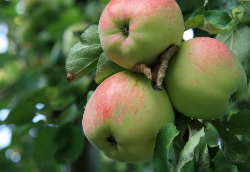 В садах України нікому працювати