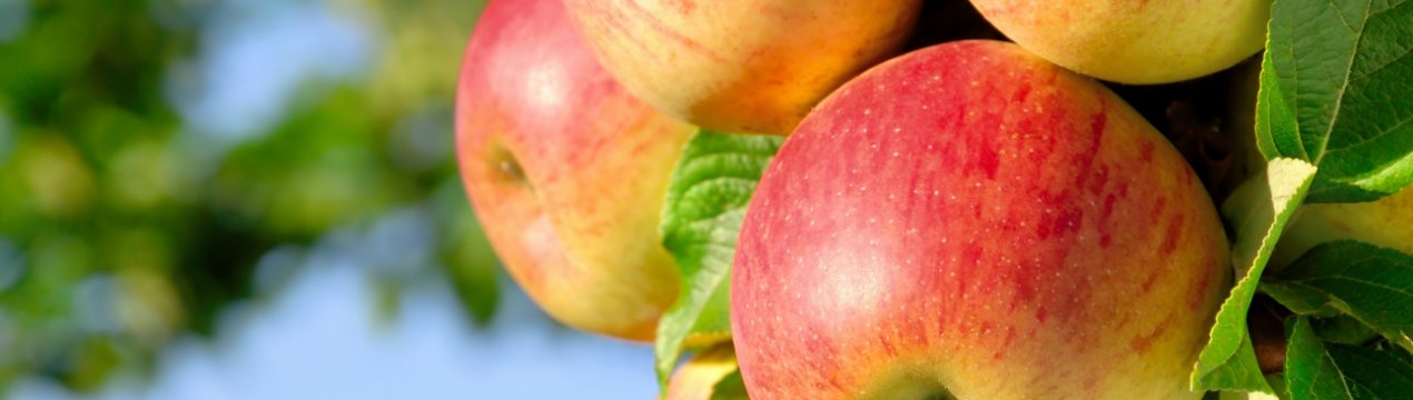 В садах України нікому працювати