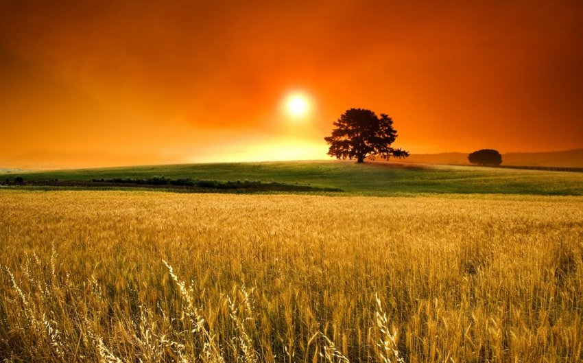 На Буковині холдинг самовільно захопив урожай фермера