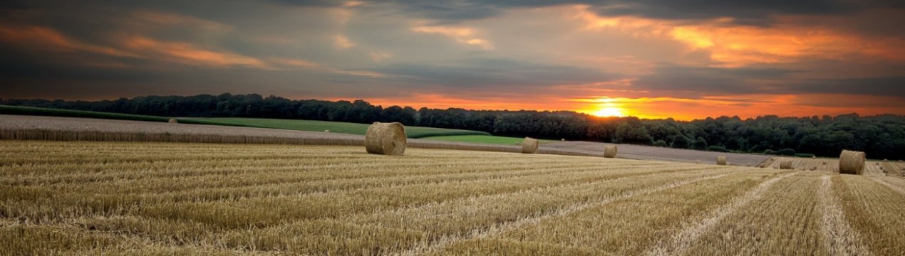 На Буковині холдинг самовільно захопив урожай фермера