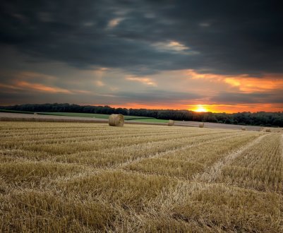 На Буковині холдинг самовільно захопив урожай фермера