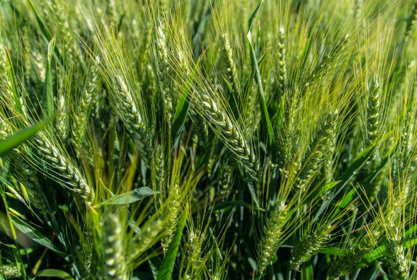 Прогнозований урожай пшениці в Австралії знову нижче середнього Прогнозований урожай пшениці в Австралії знову нижче середнього