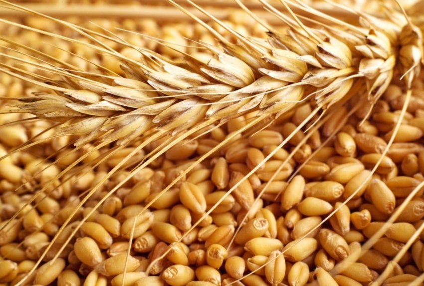 Прогнозований урожай пшениці в Австралії знову нижче середнього Прогнозований урожай пшениці в Австралії знову нижче середнього