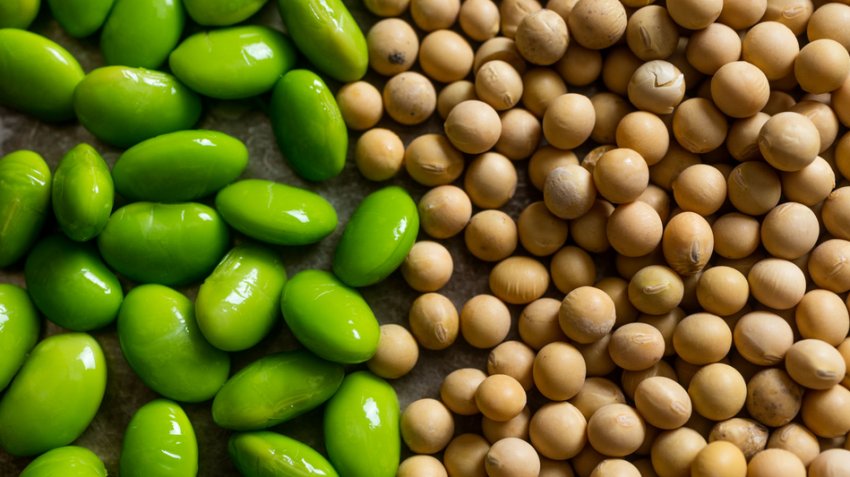 Американська компанія буде виробляти сою без ГМО в Аргентині Американська компанія буде виробляти сою без ГМО в Аргентині