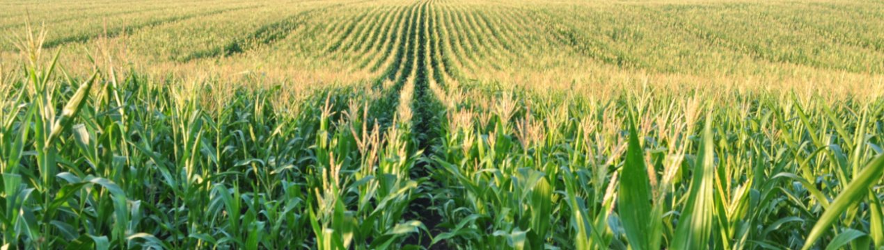 Французьким фермерам виділять «солом'яний мільярд»