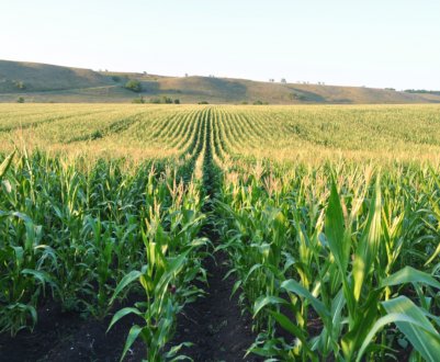 Французьким фермерам виділять «солом'яний мільярд»