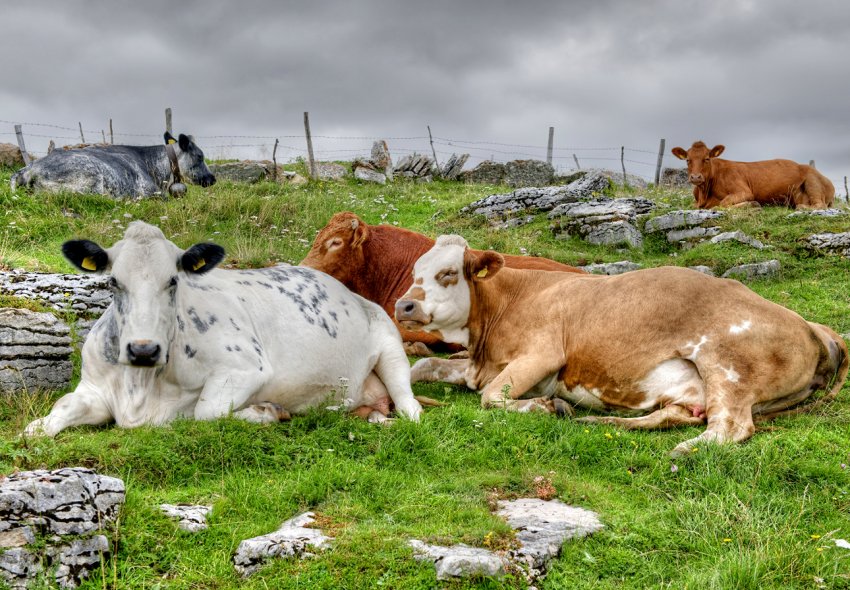Французьким фермерам виділять «солом'яний мільярд» Французьким фермерам виділять «солом'яний мільярд»