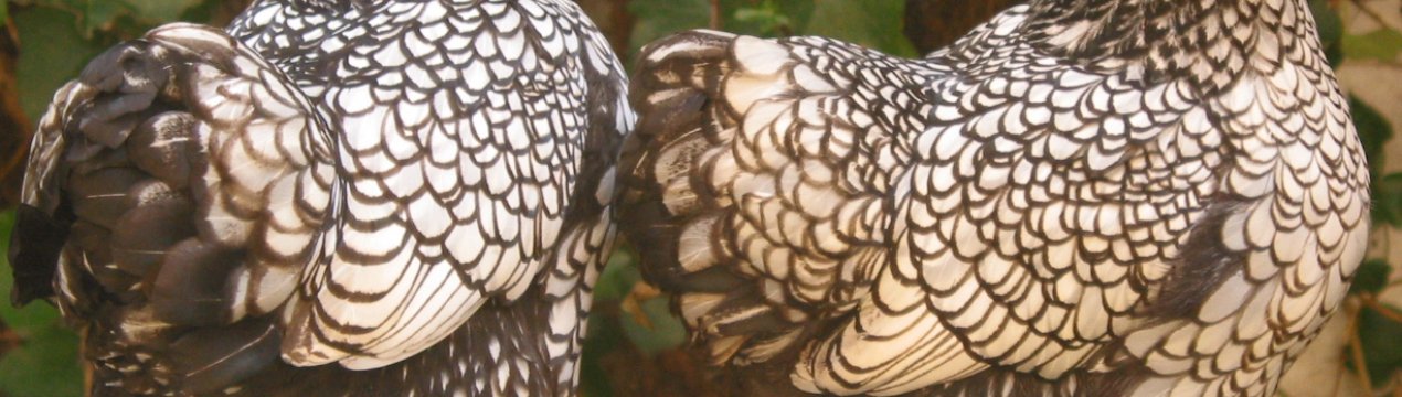 В'єтнамським фермерам доведеться відбити атаку пташиного грипу