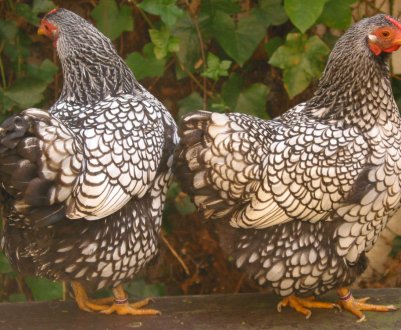 В'єтнамським фермерам доведеться відбити атаку пташиного грипу