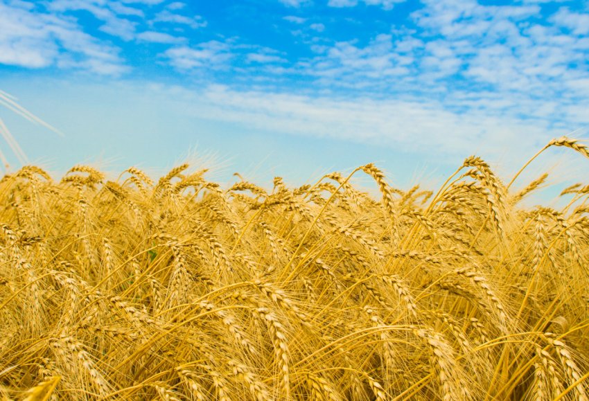 В країнах Євросоюзу стало більше іноземного зерна