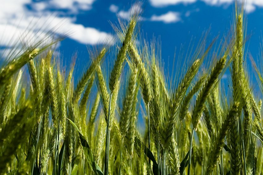 В країнах Євросоюзу стало більше іноземного зерна