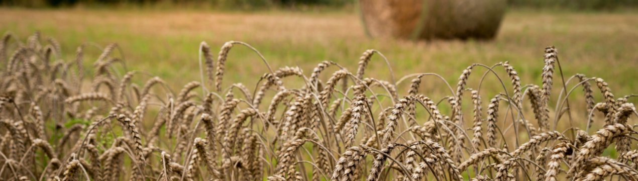 У країнах Євросоюзу стало більше іноземного зерна