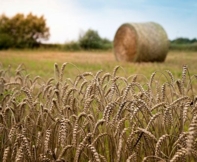 У країнах Євросоюзу стало більше іноземного зерна