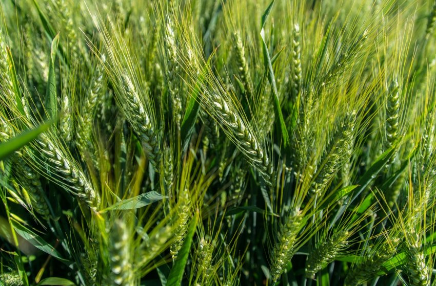 У Росії визначили найбільш продуктивного зернотрейдера