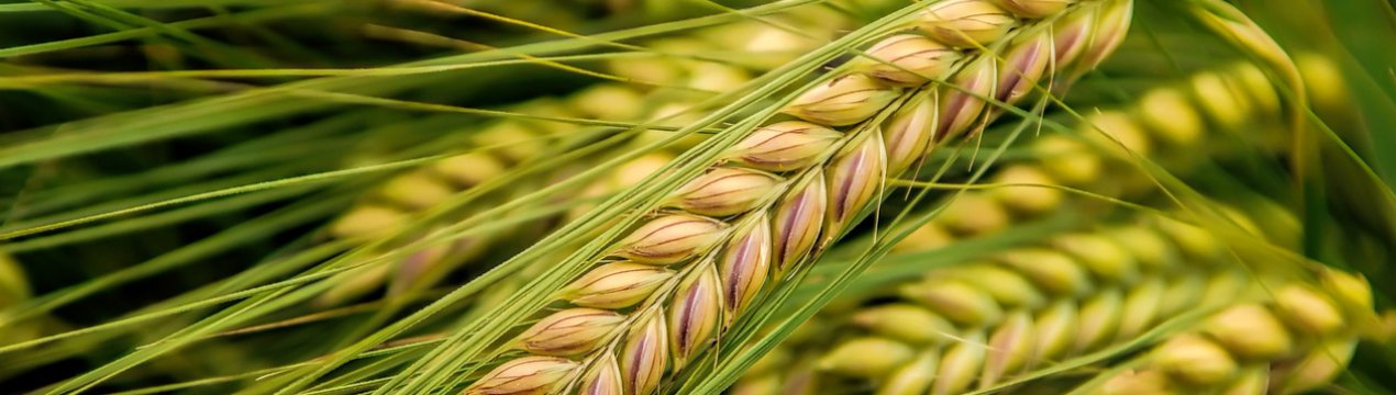 Крим створює зерно для культивації в посушливому кліматі