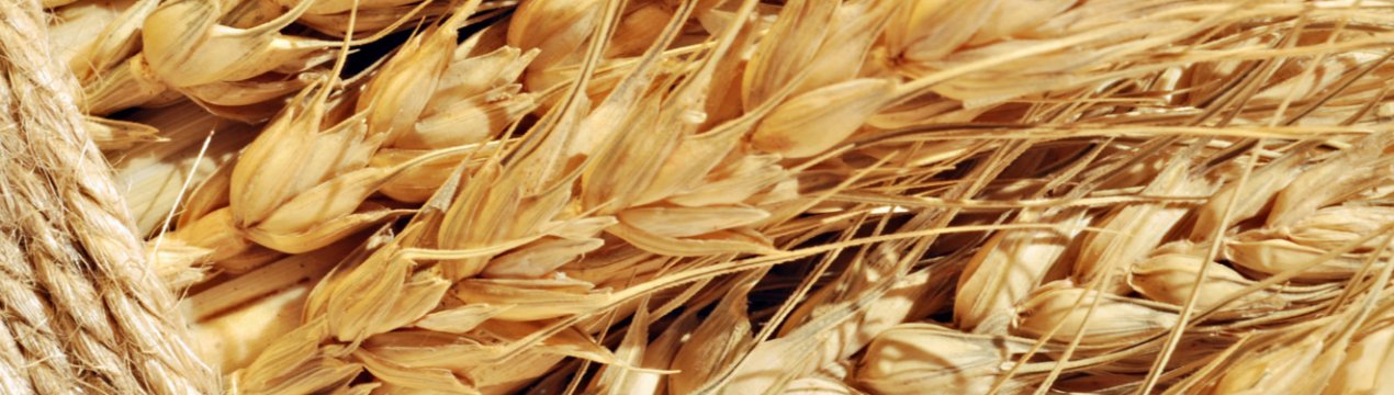 Липецькі зерновики стали «мільйонерами»