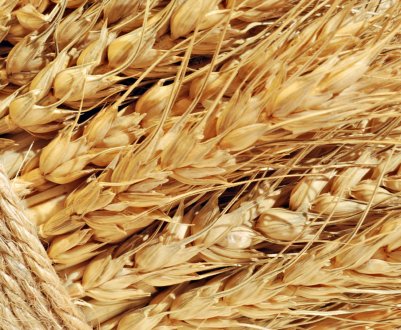 Липецькі зерновики стали «мільйонерами»