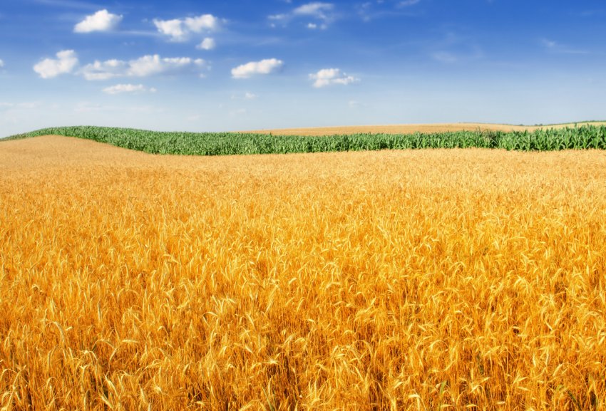 Посуха перевела Челябінську область на особливий режим Посуха перевела Челябінську область на особливий режим