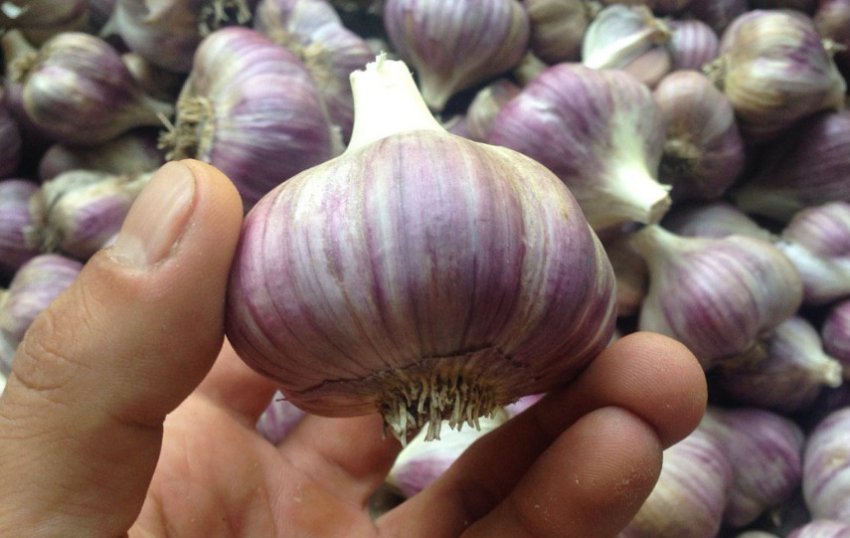 Озимий часник Любаша Озимий часник Любаша