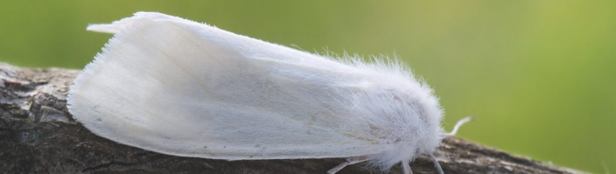 Небезпечний шкідник дістався до Тернопільської області