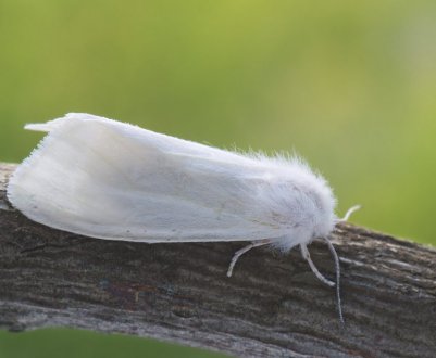 Небезпечний шкідник дістався до Тернопільської області