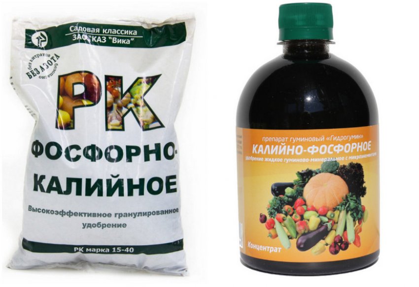 Что любит смородина из удобрений. 111018.pvjw6c.850. Что любит смородина из удобрений фото. Что любит смородина из удобрений-111018.pvjw6c.850. картинка Что любит смородина из удобрений. картинка 111018.pvjw6c.850. Смородина постоянно нуждается в питательных элементах, которые она в основном потребляет из почвы. Из года в год количество полезных веществ в земле уменьшается и для продления жизни ягодным кустарникам качество почвы приходится повышать путем внесения удобрений. За сезон рекомендуется подкормка смородины 4-5 раз, используя как минеральные, так и органические удобрения.