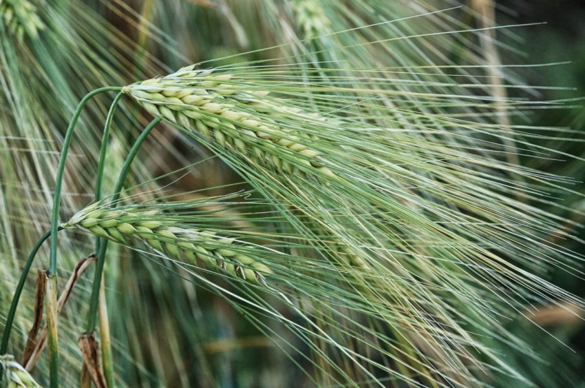 Темпи збору врожаю зернових в Україні збільшилися на 21 відсоток Темпи збору врожаю зернових в Україні збільшилися на 21 відсоток