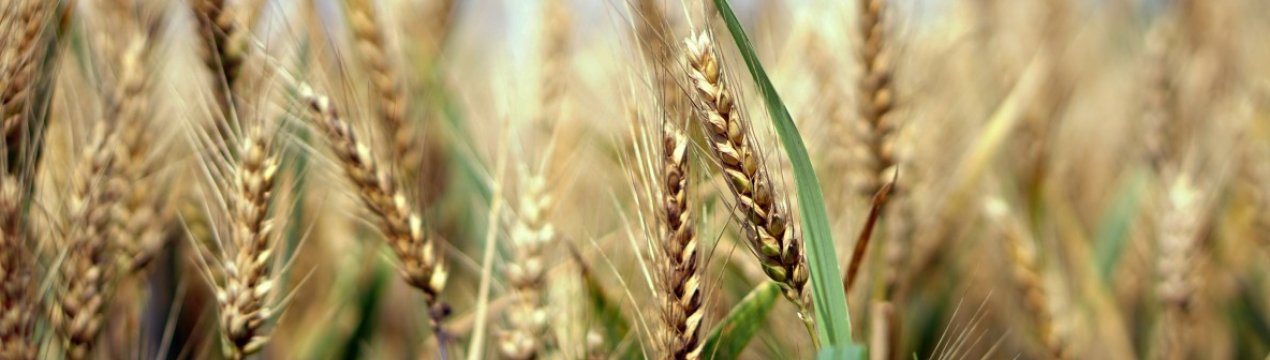 Темпи збору врожаю зернових в Україні збільшилися на 21 відсоток