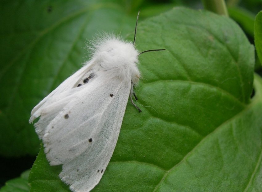 Небезпечний шкідник дістався до Тернопільської області Небезпечний шкідник дістався до Тернопільської області