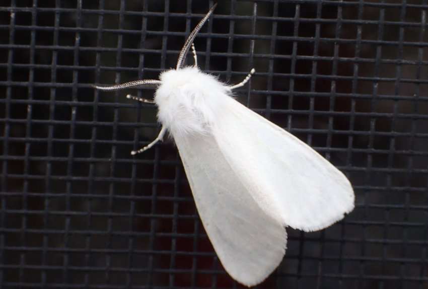 Небезпечний шкідник дістався до Тернопільської області Небезпечний шкідник дістався до Тернопільської області