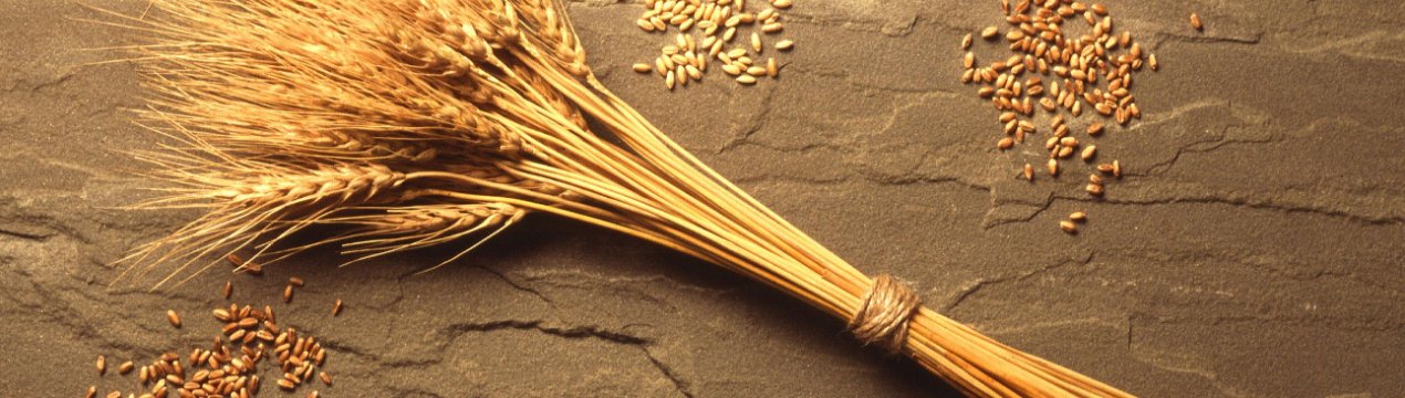 Вінницькі хлібороби зібрали перший мільйон тонн зерна