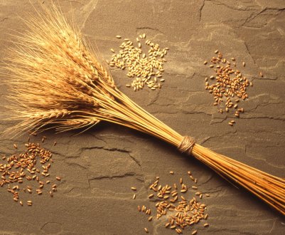 Вінницькі хлібороби зібрали перший мільйон тонн зерна 