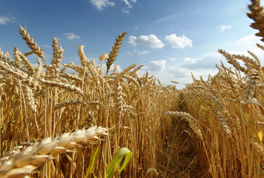 Вінницькі хлібороби зібрали перший мільйон тонн зерна Вінницькі хлібороби зібрали перший мільйон тонн зерна