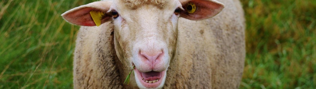 В Одеській області вирощують унікальних каракулевих овець