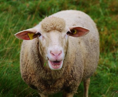 В Одеській області вирощують унікальних каракулевих овець