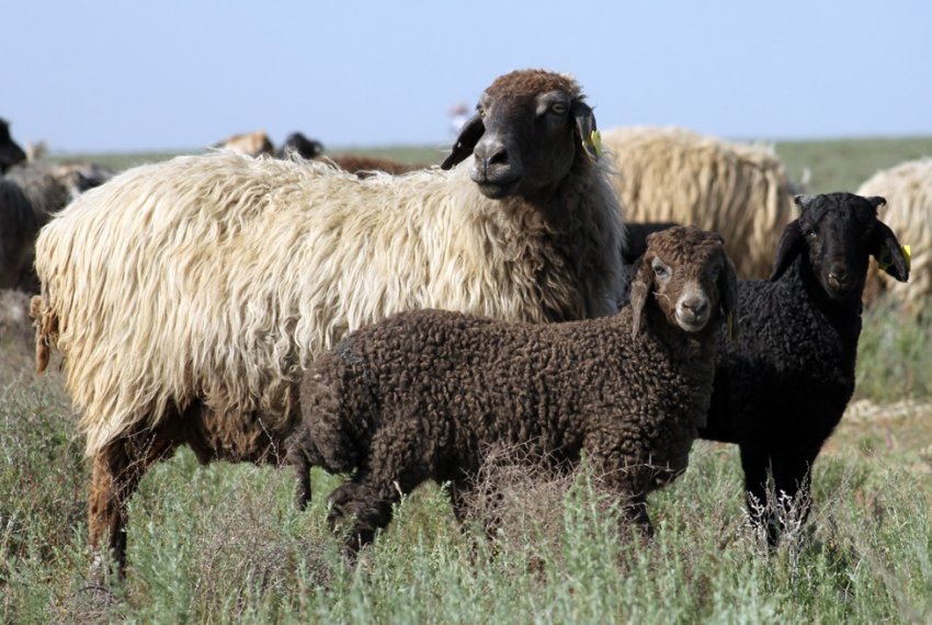 В Одеській області вирощують унікальних каракулевих овець