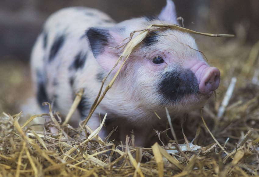 Бразилія представила інновації в галузі свинарства