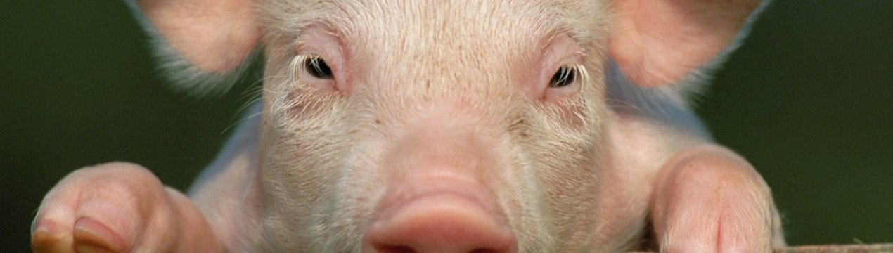 Бразилія представила інновації в галузі свинарства