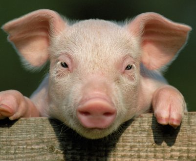 Бразилія представила інновації в галузі свинарства