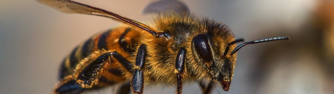 Врятуйте бджіл і фермерів: європейський Альянс запускає громадянську ініціативу по поліпшенню сільського господарства