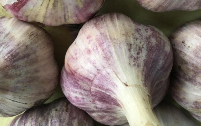 Озимий часник Врятував Озимий часник Врятував