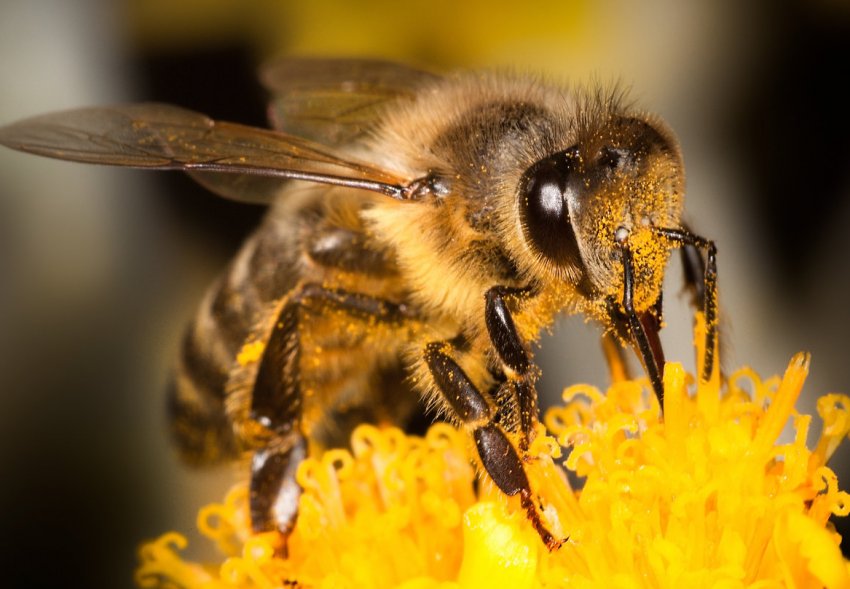 Врятуйте бджіл і фермерів: європейський Альянс запускає громадянську ініціативу по поліпшенню сільського господарства Врятуйте бджіл і фермерів: європейський Альянс запускає громадянську ініціативу по поліпшенню сільського господарства