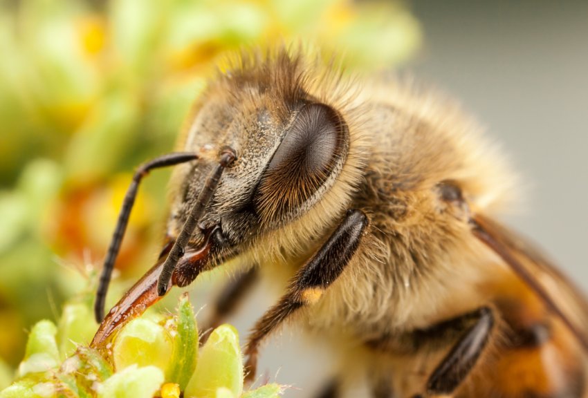 Врятуйте бджіл і фермерів: європейський Альянс запускає громадянську ініціативу по поліпшенню сільського господарства Врятуйте бджіл і фермерів: європейський Альянс запускає громадянську ініціативу по поліпшенню сільського господарства