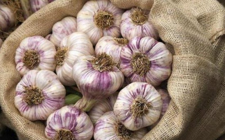 Озимий часник Ювілейний Грибовський Озимий часник Ювілейний Грибовський