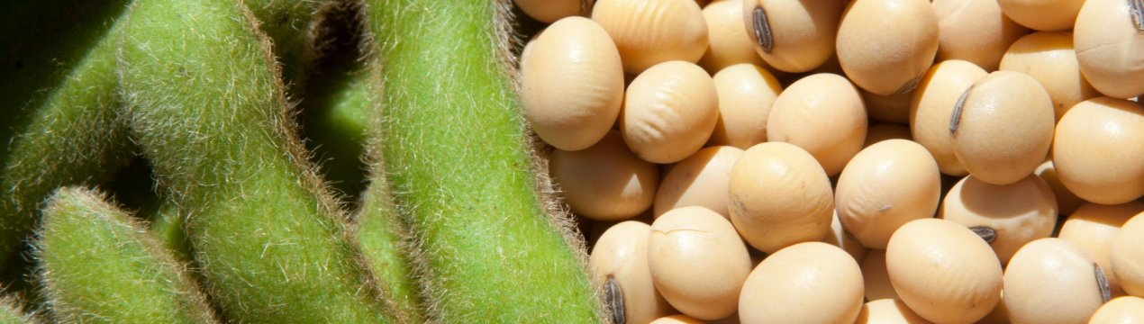 Бразильські соеводи націлилися на рекорд