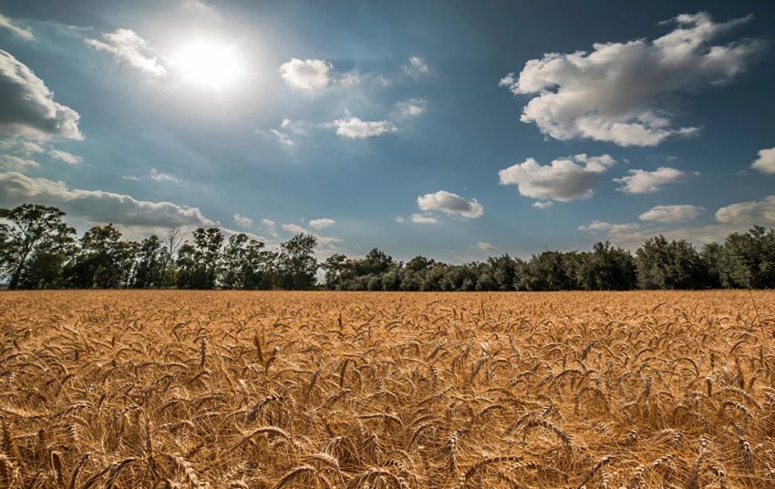 Хлібороби української компанії «Прометей» задоволені урожаєм зернових Хлібороби української компанії «Прометей» задоволені урожаєм зернових