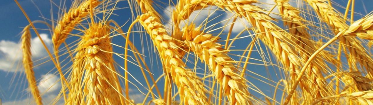 Хлібороби української компанії «Прометей» задоволені урожаєм зернових