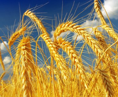 Хлібороби української компанії «Прометей» задоволені урожаєм зернових