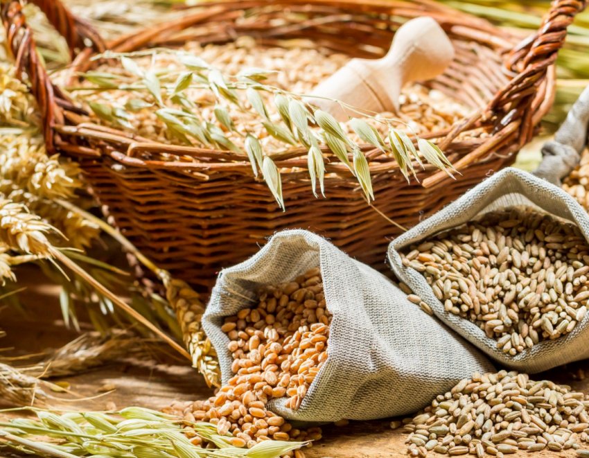 Хлібороби української компанії «Прометей» задоволені урожаєм зернових Хлібороби української компанії «Прометей» задоволені урожаєм зернових